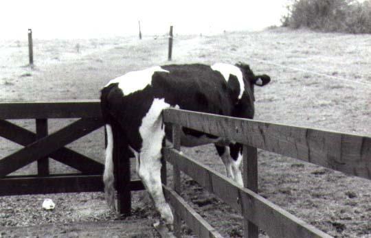 Photo of Mel O.