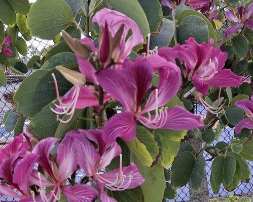 photo of Marcella S.