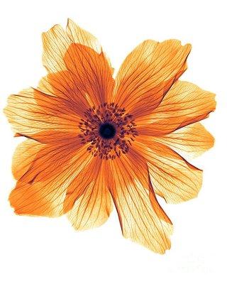 Photo of Rosa D.