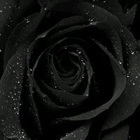 photo of Samantha M.