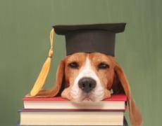 photo of Scribbling D.