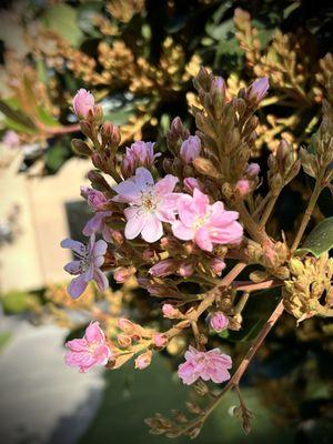 photo of Chefchaouen M.