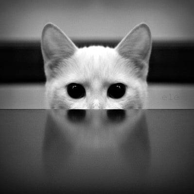 photo of Shuna Sassi Y.