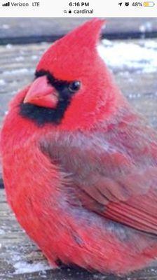 Photo of Cardinal R.