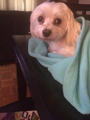 photo of Priscilla P.