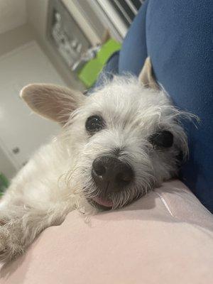 Photo of Lily P.