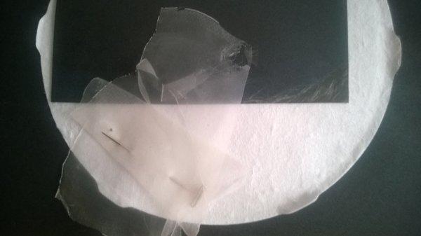 photo of Elizabeth J.