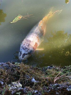 photo of Samantha S.