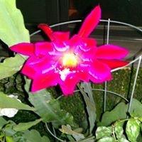 photo of Bor-Chung C.