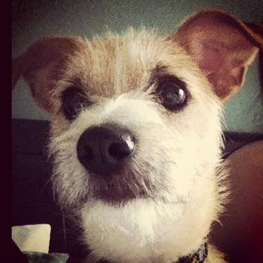 photo of Yeah Yeah L.