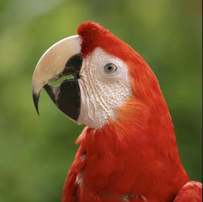Photo of O. A.