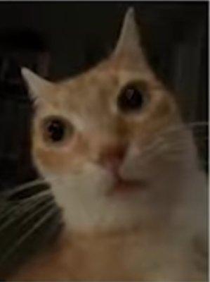 photo of Veronica C.