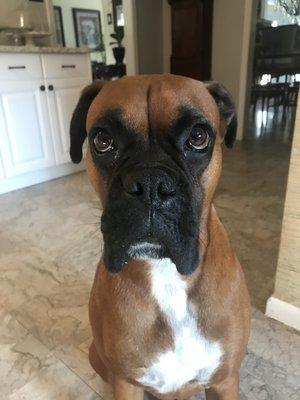 Photo of Sherlock B.