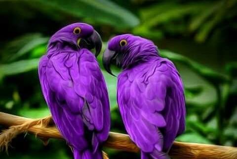 Photo of Purple L.