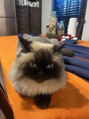 Photo of Isabella