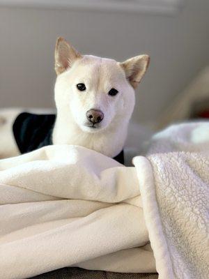photo of LeAnh N.