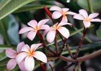 photo of Lie-Ming S.