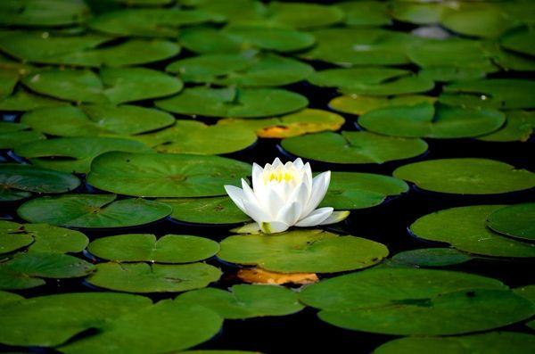 Photo of Waterlily K.