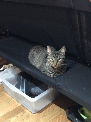 Photo of Sadie S.