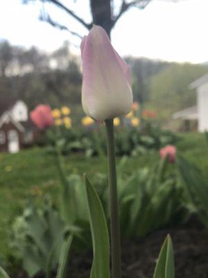 photo of Kimberly C.