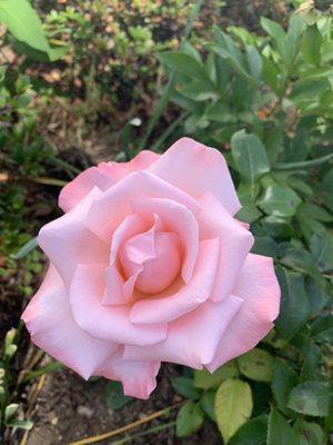 Photo of Rose K.
