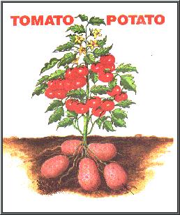 photo of tomato-potato o.