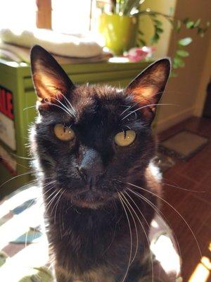 Photo of Curious O.