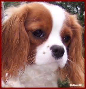 Photo of Charli B.