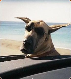 photo of Marmaduke C.