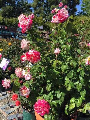 photo of Stephanie H.