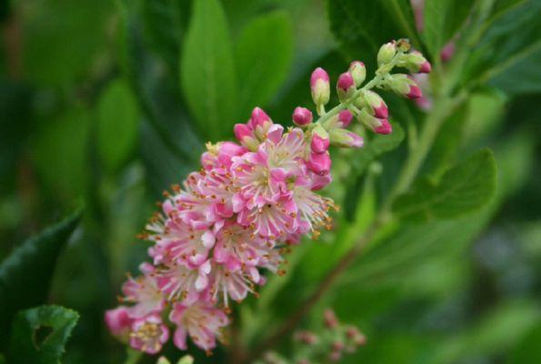 photo of Clethra M.