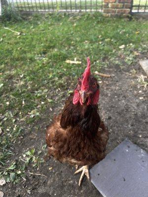 photo of Leonardo A.