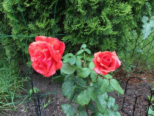 photo of Gwendolyn B.