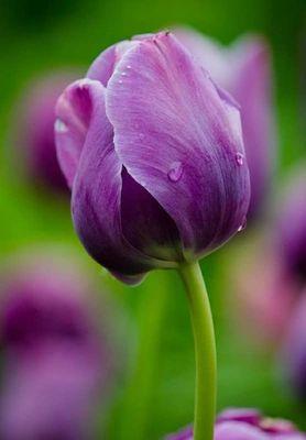 Photo of Tulip D.