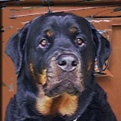 Photo of Bigoldrottweiler A.