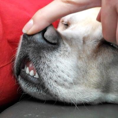 photo of Duderino G.