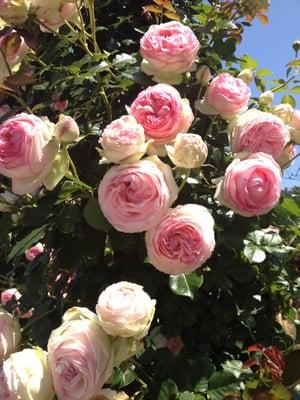 photo of Ninotchka N.