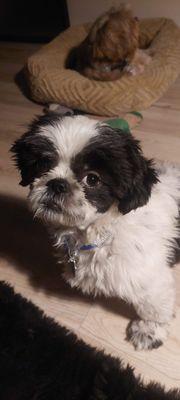 photo of Tommy Fiddlefingers C.