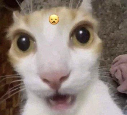 Photo of Cat G.