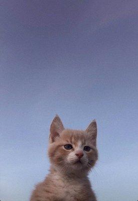 Photo of G F.