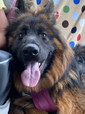photo of Suki D.