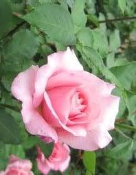 photo of Virginia V.