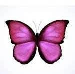 Photo of Nisha B.