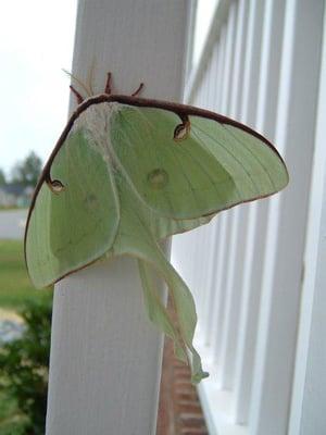 Photo of Lianne M.