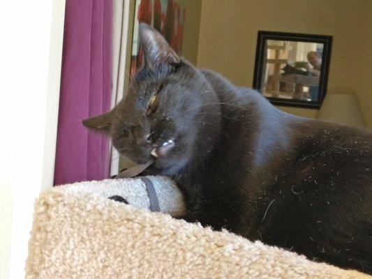 Photo of Mycroft H.