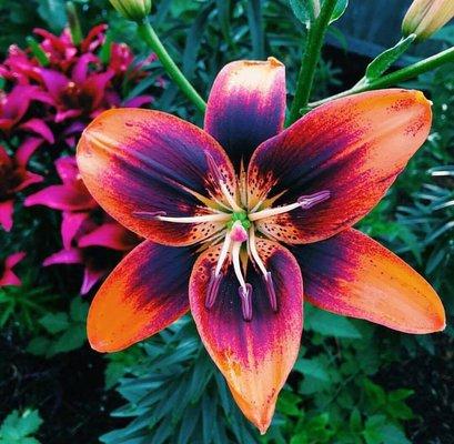 photo of Hibiscus S.