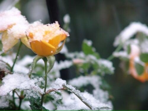 photo of Jeannine T.