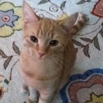 photo of Rosie and Tigg K.