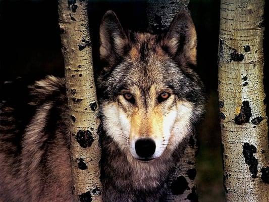 Photo of Bleu W.