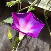 photo of Jacqueline M.